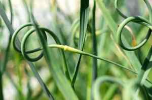 garlic scapes